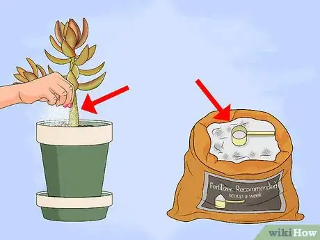 Image titled Propagate Succulent Plant Cuttings Step 15