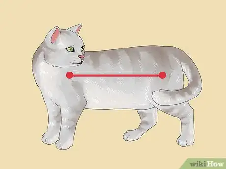 Image titled Identify a Burmilla Cat Step 6