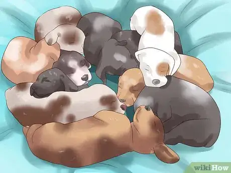 Image titled Pick a Puppy from a Litter Step 3