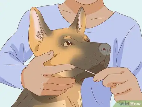 Image titled Identify a German Shepherd Step 17