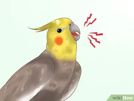 Image titled Tell if a Cockatiel Is Male or Female Step 7