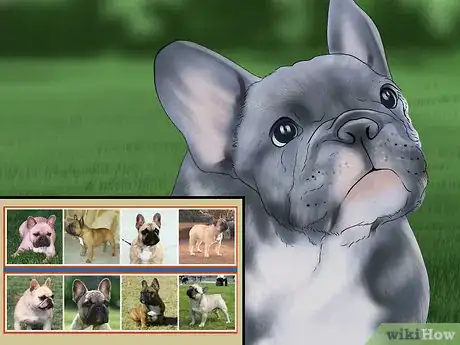 Image titled Breed French Bulldogs Step 13