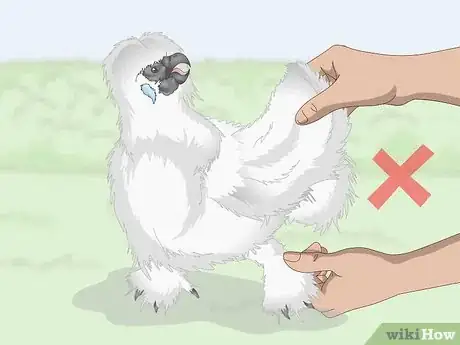 Image titled Pet a Chicken Step 12