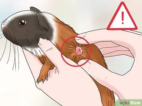 Image titled Diagnose and Treat Tumors in Guinea Pigs Step 1