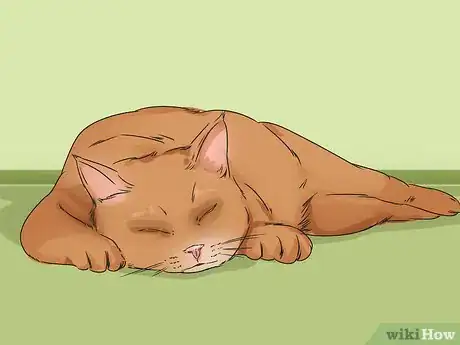 Image titled Change Your Cat's Routine Step 7