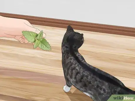 Image titled Use Catnip Step 9