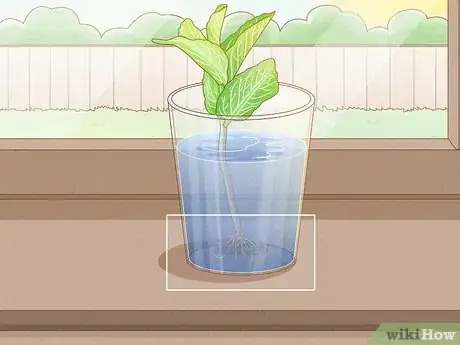 Image titled Grow Mint in a Pot Step 10