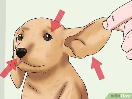 Image titled Choose a Healthy Puppy Step 2