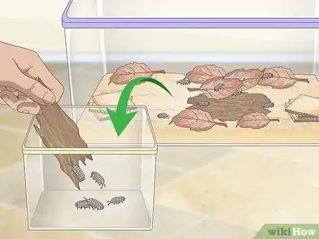 Image titled Breed Isopods Step 10