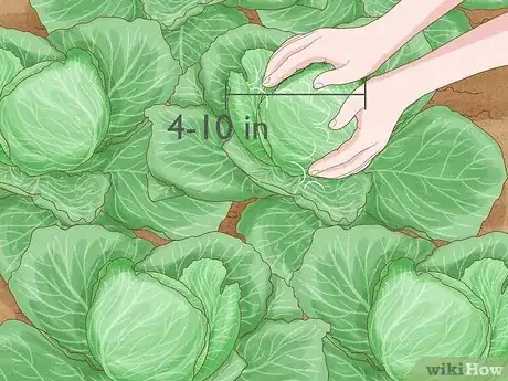 Image titled Plant Cabbage Step 14