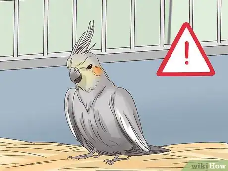 Image titled Understand Cockatiel Gestures Step 17