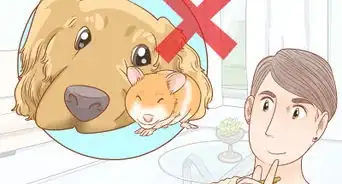 Keep a Hamster and a Dog