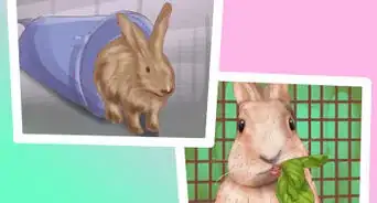 Design a Rabbit Playground