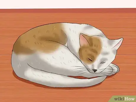 Image titled Identify if Your Cat Has Had a Stroke Step 1