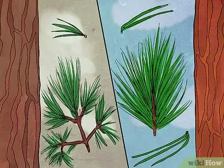 Image titled Tell the Difference Between a Loblolly and Longleaf Pine Step 5