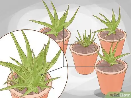 Image titled Why Does Your Aloe Plant Not Stand Up Step 9