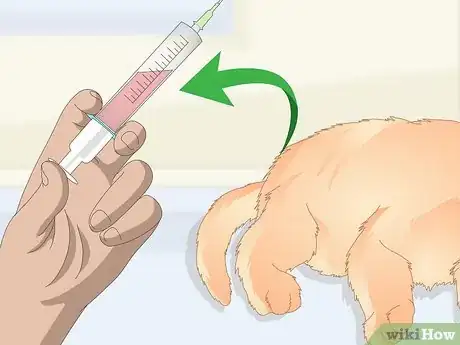 Image titled Stop Recurring Urinary Tract Infections in Cats Step 3