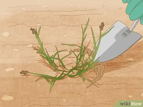 Image titled Get Rid of Sand Spurs Step 4