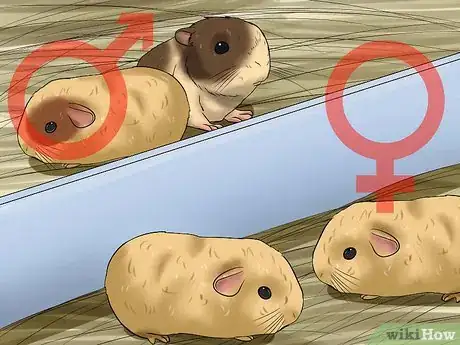 Image titled Take Care of a Female Guinea Pig With Babies Step 14