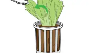 Grow Hydroponic Lettuce