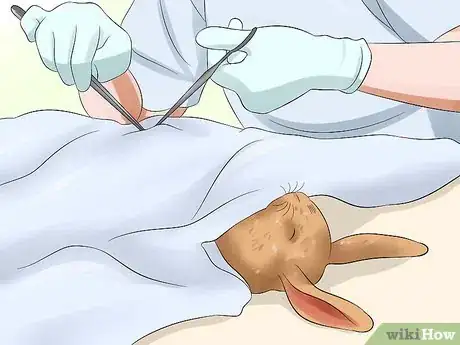 Image titled Care for Holland Lop Rabbits Step 17