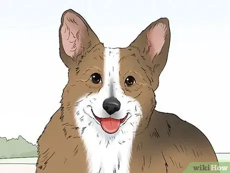 Image titled Identify a Cardigan Welsh Corgi Step 13