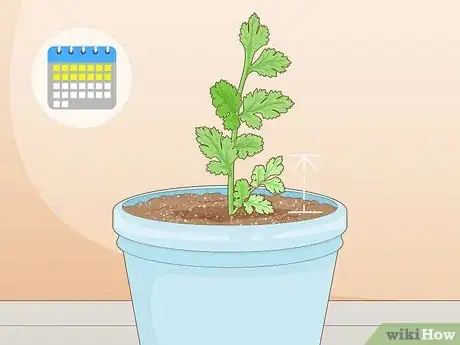 Image titled Grow Parsley from Cuttings Step 9