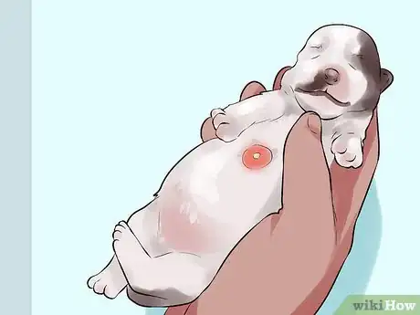 Image titled Deal with Abscesses on Newly Born Puppies Step 2