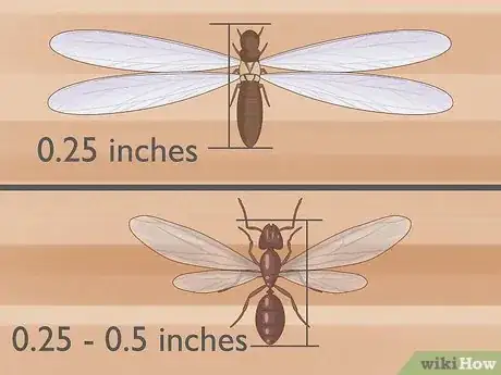 Image titled Flying Ants vs Termites Step 5