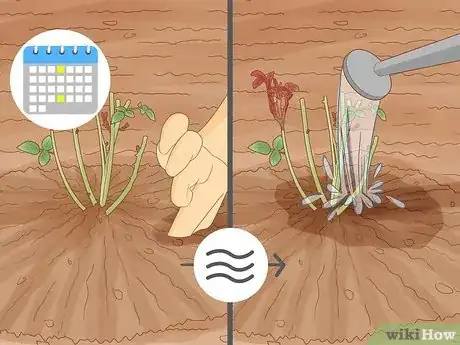 Image titled Plant a Climbing Rose Step 13