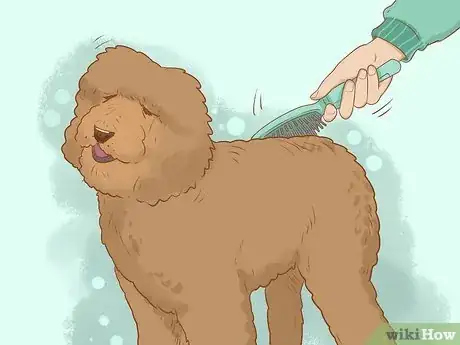 Image titled Brush a Poodle Step 3