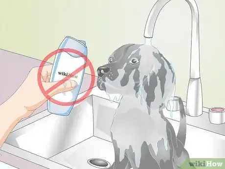 Image titled Soothe Dry Skin and Coats in Older Dogs Step 1