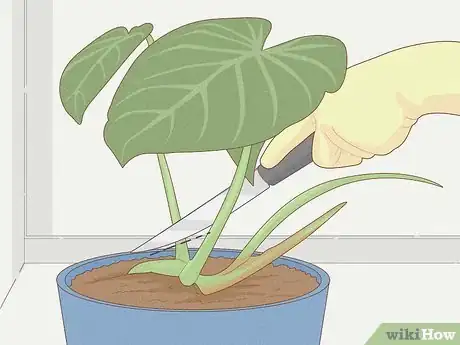 Image titled Grow Philodendron from Cuttings Step 4