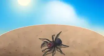 Identify a Mouse Spider