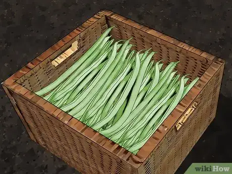 Image titled Grow Green Beans Step 2