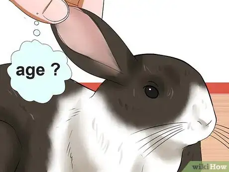 Image titled Tell the Age of a Rabbit Step 2