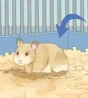 Give Your Hamster a Bath