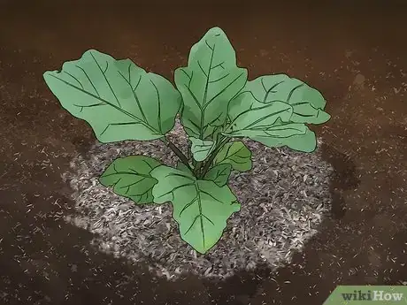 Image titled Grow Eggplant Step 11