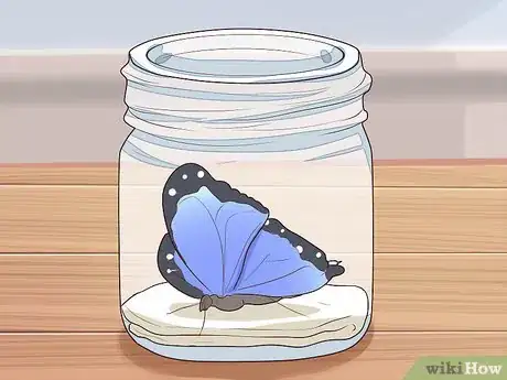 Image titled Preserve a Butterfly Step 1