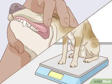 Image titled Care for Dogs Step 13