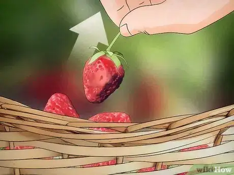 Image titled Pick Strawberries Step 8