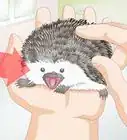 Bond With Your Hedgehog