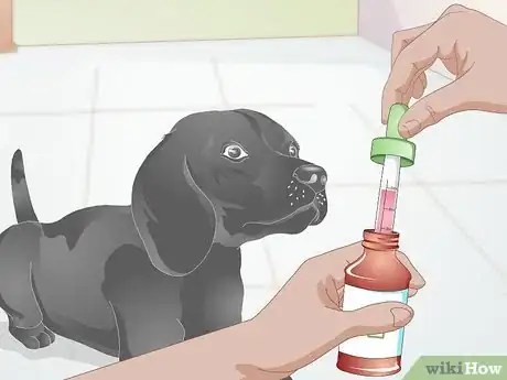 Image titled Care for Dogs with Distemper Step 10