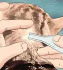 Shampoo a Kitten for Fleas