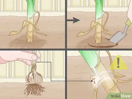 Image titled Regrow Garlic Step 11