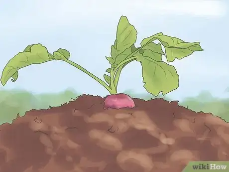 Image titled Harvest Radishes Step 1