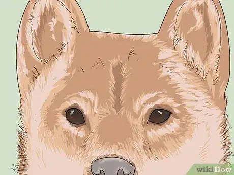 Image titled Identify a Shiba Inu Step 4