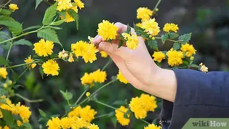 Image titled Preserve Flowers in a Book Step 1