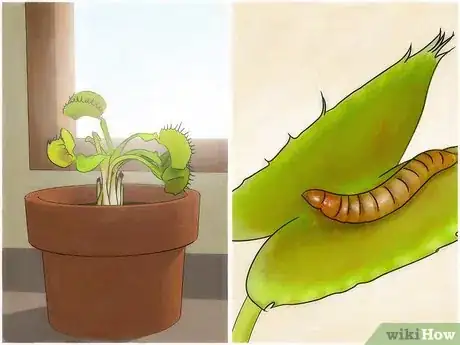 Image titled Choose a Venus Flytrap Step 1