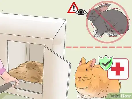 Image titled Diagnose Ear Mites in Rabbits Step 4